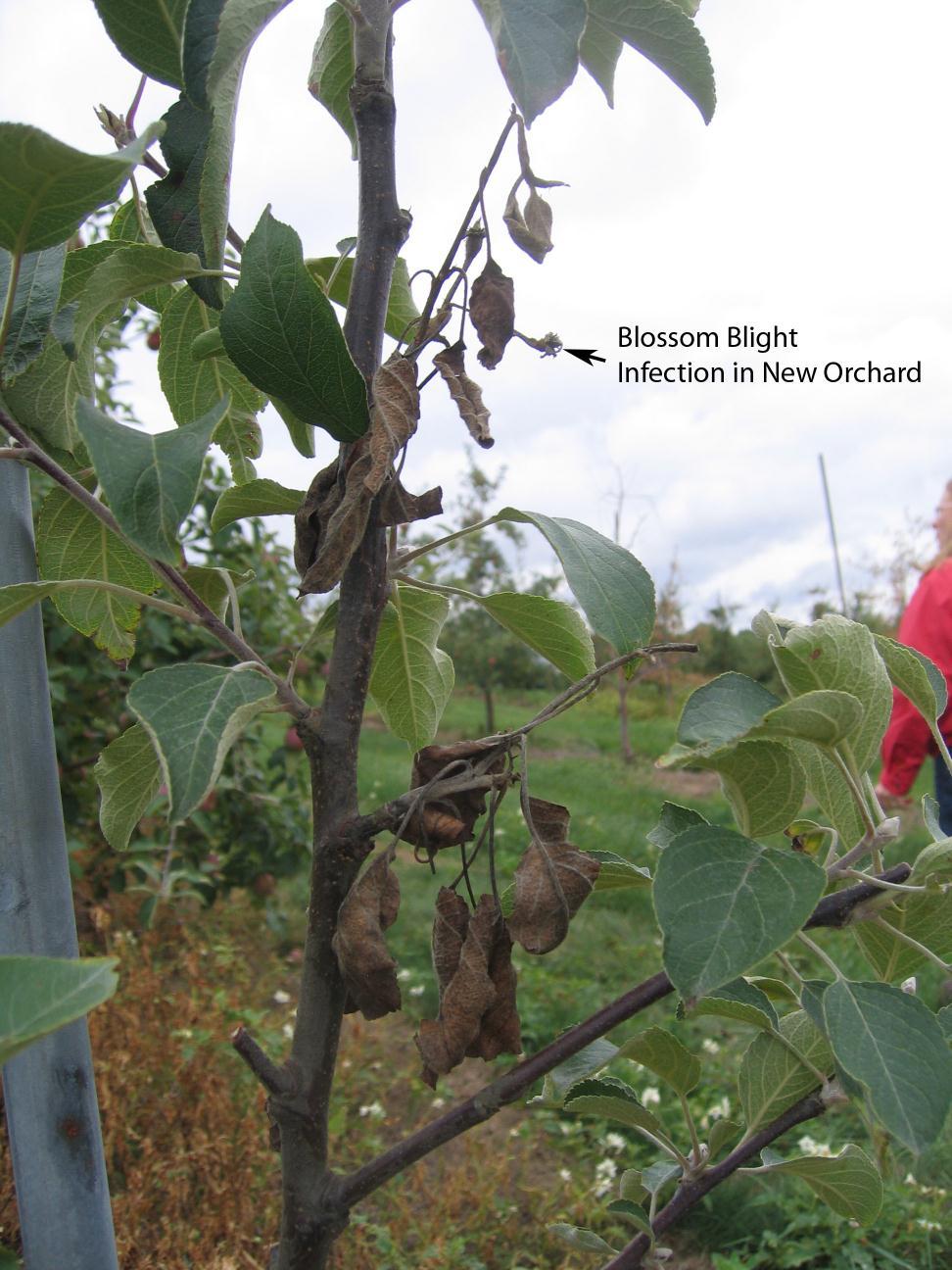 Fire Blight Limits Planting of New Varieties The high susceptibility of new varieties such as Pink Lady and Jazz make it difficult to plant new orchards