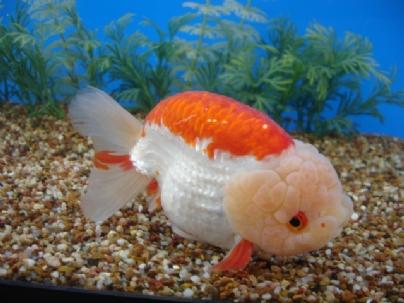 Once these are sold all additional copies are $15 per GFSA guidelines. Peter is our head Goldfish judge for this year show and www.