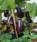 Eggplant Plant transplants mid March through April