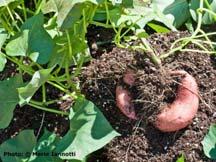 soil up around stem (tubers form laterally from stem)