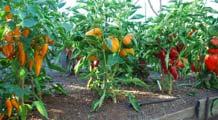 Peppers Set out transplants in April and again in early August