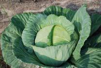 Cabbage Plant transplants between Feb 1 and Mar 5 for a Spring crop and between Aug 20