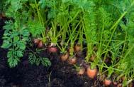 months to form a large head Carrots Plant seed October through December Seeds need light