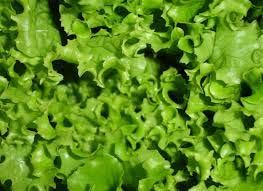 Lettuce Plant October through March Can begin harvesting about