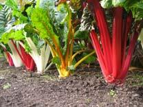 stem dries Can store for months in cool dry place Swiss Chard