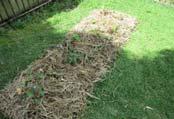 Soil Amendments Mulch What is mulch? Mulch is any type of organic material that is spread over soil as a cover.