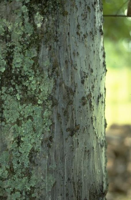 webbing on tree trunks Damage: none