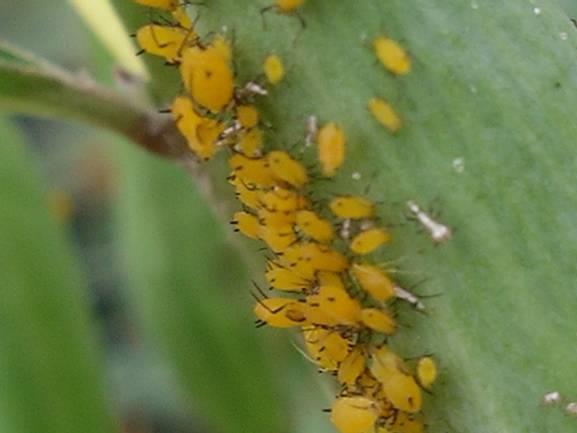 Aphids Small; cornicles Yellowing, stunting, curling, honeydew (sooty mold),