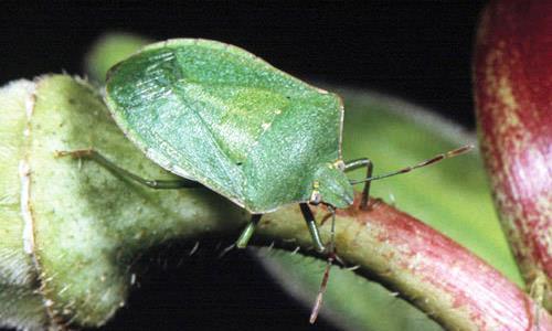 Stink bugs/ leaf-footed bugs