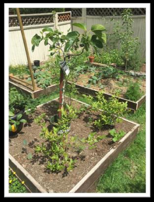Practical Ways to Start Following Permaculture Principles in Your Garden So, you ve taken an interest in permaculture and have decided to start growing your own self sustainable garden