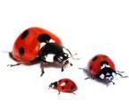 WHAT ARE THE Ladybugs?