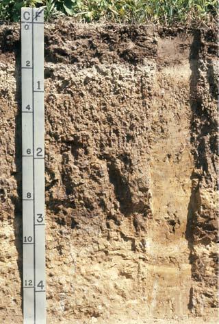 The soils in Regions 6 and 9 look similar to those