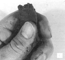 After you determine the kind of cast the sample makes, rub the soil between your thumb and forefinger and try to make a thin ribbon (Figure 2.16).
