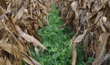 Strip cropping is practice of growing crops in a systematic arrangement of equal width strips across a field.