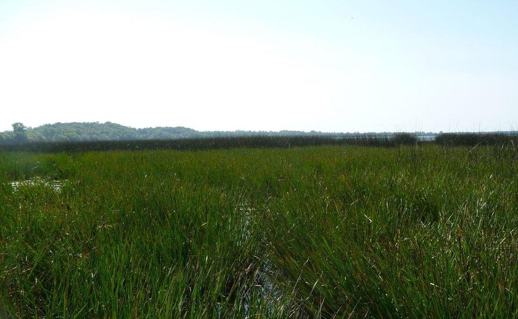 The Effects of the Contact Herbicide Diquat on Mixed Stands of Flowering Rush and Hardstem Bulrush in Lake Sallie, Minnesota 2015 Gray Turnage 1, Brent Alcott 2, and Tera
