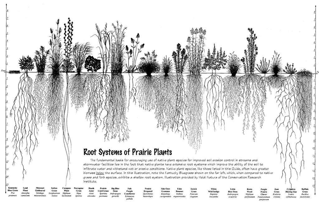 Figure 3-5 Deep-Rooted Native Vegetation Root Profile Image Source: NRCS, Illinois Native Plant Guide The proposed hydraulic model was developed using the University of Illinois South Campus Research
