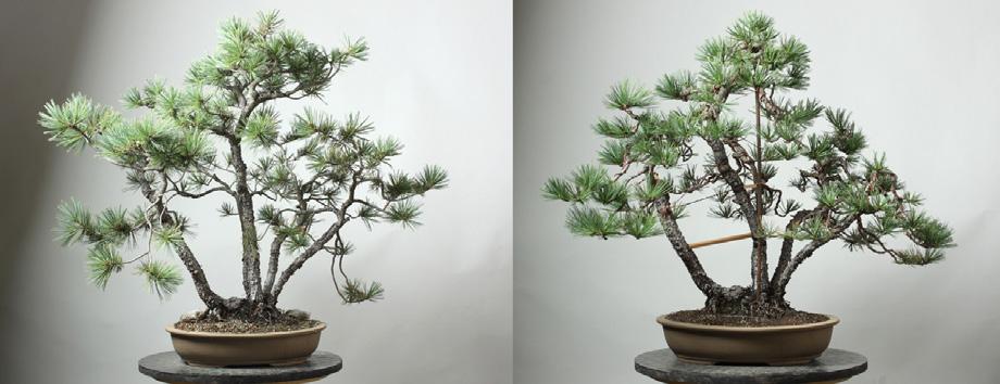WELL IT DEPENDS... A GUIDE TO STARTING YOUR BONSAI Almost without exception all bonsai questions can be answered with the phrase "Well, it depends." When should I fertilize my bonsai?