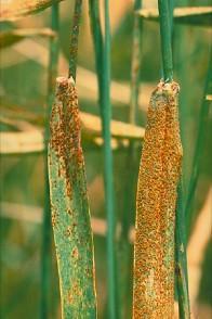 Wheat Leaf Rust Puccinia triticina Rust monitoring: Cereal Disease Laboratory (www.ars.usda.gov/main/docs.htm?