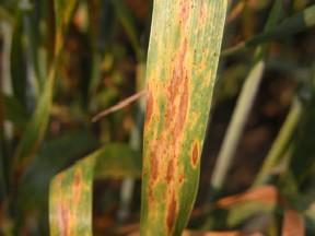 Septoria Leaf Blotch Septoria tritici Symptoms often part of complex with Glume blotch Light green to yellow spots between leaf veins on lower leaves (contact