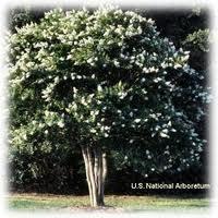 Information on Proposed Plants: Crepe Myrtle Natchez Highlands at Mechums River Dimensions: 20-25 feet high with 20-25 foot spread.