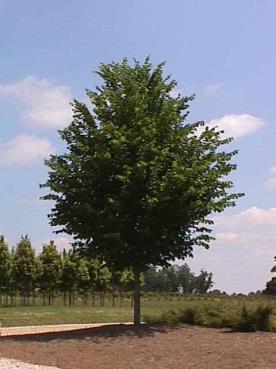 American Elm (Ulmus americana), varieties Patriot, Prairie Expedition, plant hardiness zone 2-5, height at
