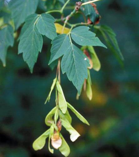 Hackberry (Celtis occidentalis), plant hardiness zone 3-9, height at maturity 75-100 feet, width 75-100