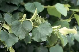 American Linden (Basswood) (Tilia Americana), plant hardiness zone 3-5, full sun to