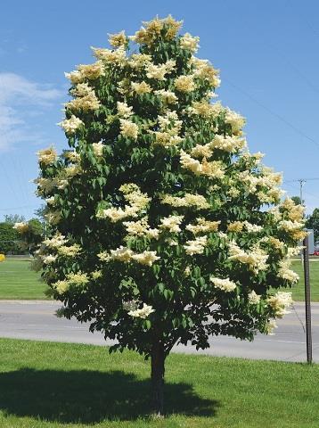 Japanese Ivory Silk Lilac (Syringa reticulate), plant hardiness zone 3-7, height at maturity 20-25 feet, width 15-20