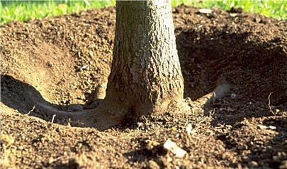 Never plant a tree too deep Soil compaction Compaction of the soil can cause loss of vigor.