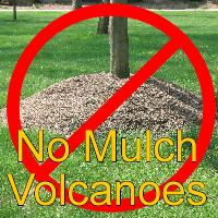 The vigorous growth of a tree is poor because compaction reduces the rate that water is taken up by the tree.