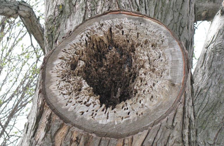 SECTION K Understanding and Identifying Tree Defects Tree decay symptoms. Photo: John Fech There are no perfect trees.