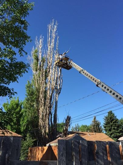Why hire a professional? If it is a tree care company they will have the necessary equipment for proper trimming or tree removal.