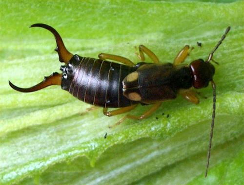 eat good & bad bugs Earwigs Eat aphids & other