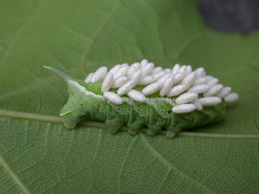 Parasitic Wasps Lots of different kinds Aphid Parasite (Aphidius colemani) Moth Egg Parasites (Trichogramma platneri) Trichogramma parasitize the eggs of more than 200 pests,