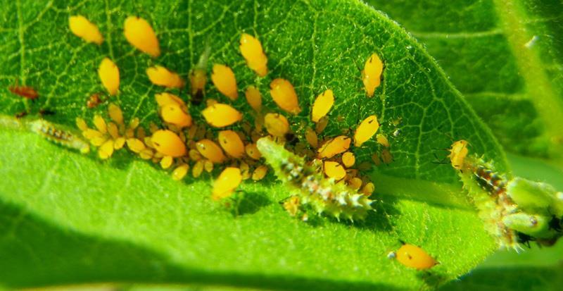Syrphid Fly Larvae love