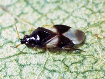 Minute Pirate Bugs Adults and nymphs feed on tiny insects, such as eggs & thrips Minute Pirate Bugs reproduce