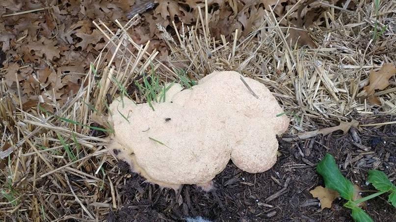 Left: This appeared on my straw bale garden. The following is from Dr. Kevin Ong.
