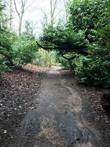 Miss Alice s Drive Miss Alice s Drive is a woodland walk and