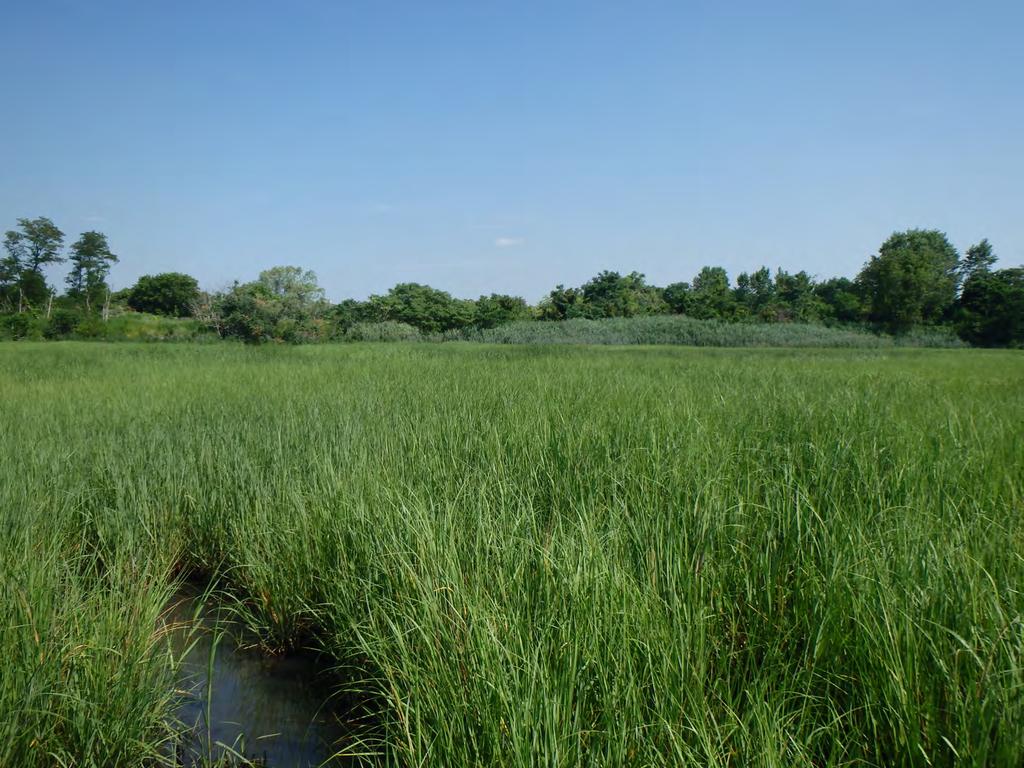 Restoring Water Ecosystems in