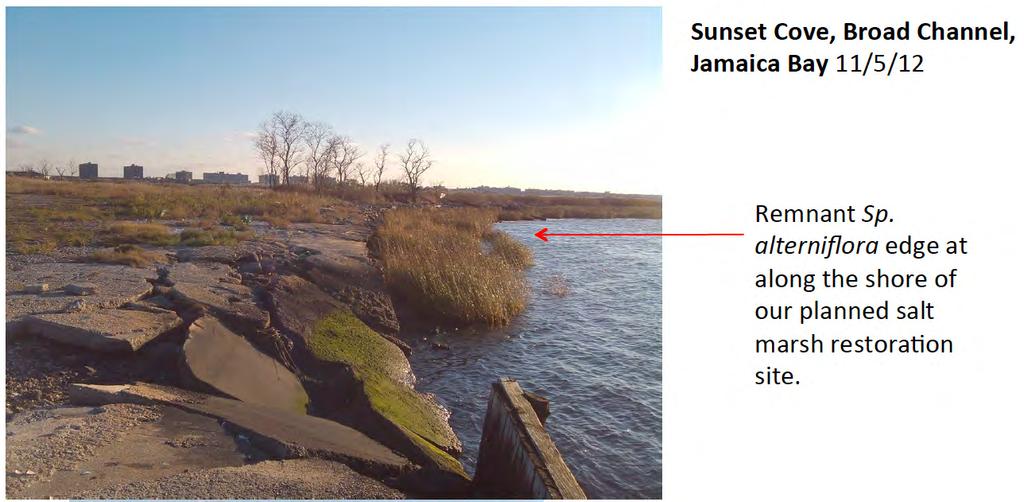 RESTORATION OPPORTUNITIES Sunset Cove Salt Marsh Restoration: