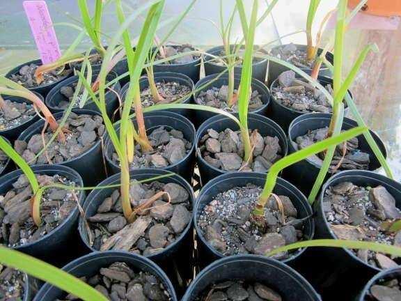 When seedlings have produced a green leaf then feeding with liquid fertilizer starts, ½ strength (every two weeks) for first 2-3 months then full strength every 2 weeks during warm months.