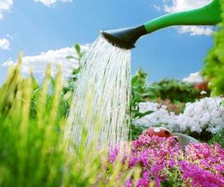 Caring for Your Garden Caring for Your Garden WATERING After planting seeds or seedlings, water them daily.