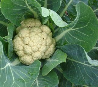 Cauliflower Square Foot Planting: 2 cucumbers per square foot Seed depth: ½ inch Direct seed or Transplant Germination: 4 days Height: Short (Tall if trellised) Eggplant