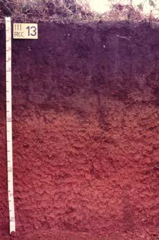 soils with Pronounced increase in clay content with depth ( argic