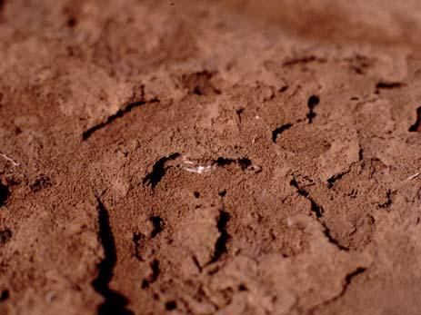 Solonchaks Soils with accumulation of salts more