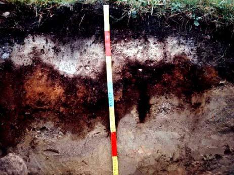 Podzols Soils in siliceous parent materials characterized by