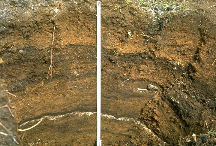 Cryotubation leads to irregular or broken soil horizons; frost heave leads to sorting and polygon formation.