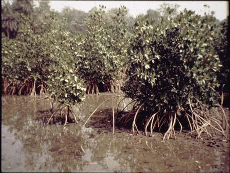 Regosols (undeveloped, medium textured soils) Fluvisols Soils in