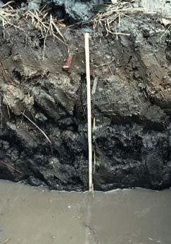 Gleysols Soils that are permanently or temporarily saturated with groundwater