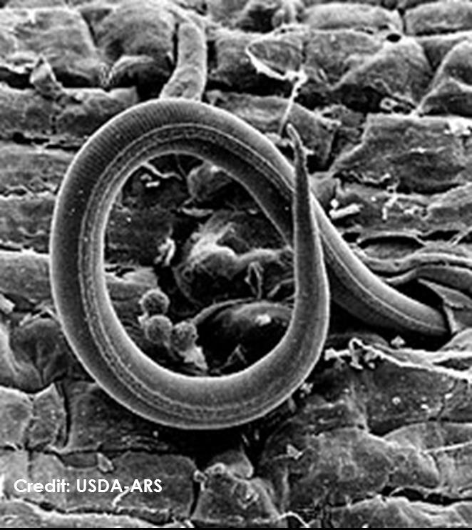 Nematodes Microscopic Non-segmented Cycle nutrients Act as food source